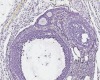 thumbnail image from paper