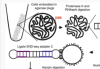 thumbnail image from paper